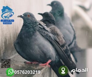 شركة طارد حمام بالخبر